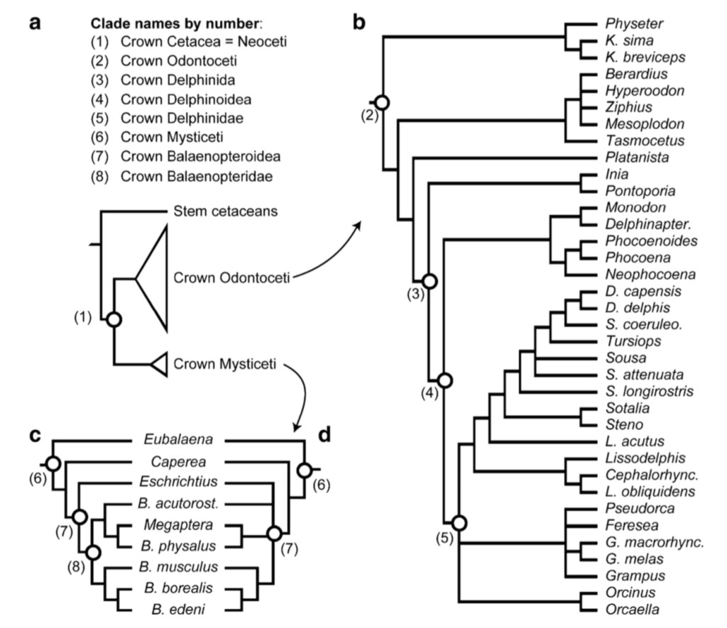 Whale molecular phylogenies from May-Collado and Angarsson (2006) and Sasaki et. al. (2006). Reconstructing fossil whale body size is can be accomplished with greater accuracy by placing the fossil in a phylogeny because we can leverage our predictions of body size for common ancestors of extant whales.